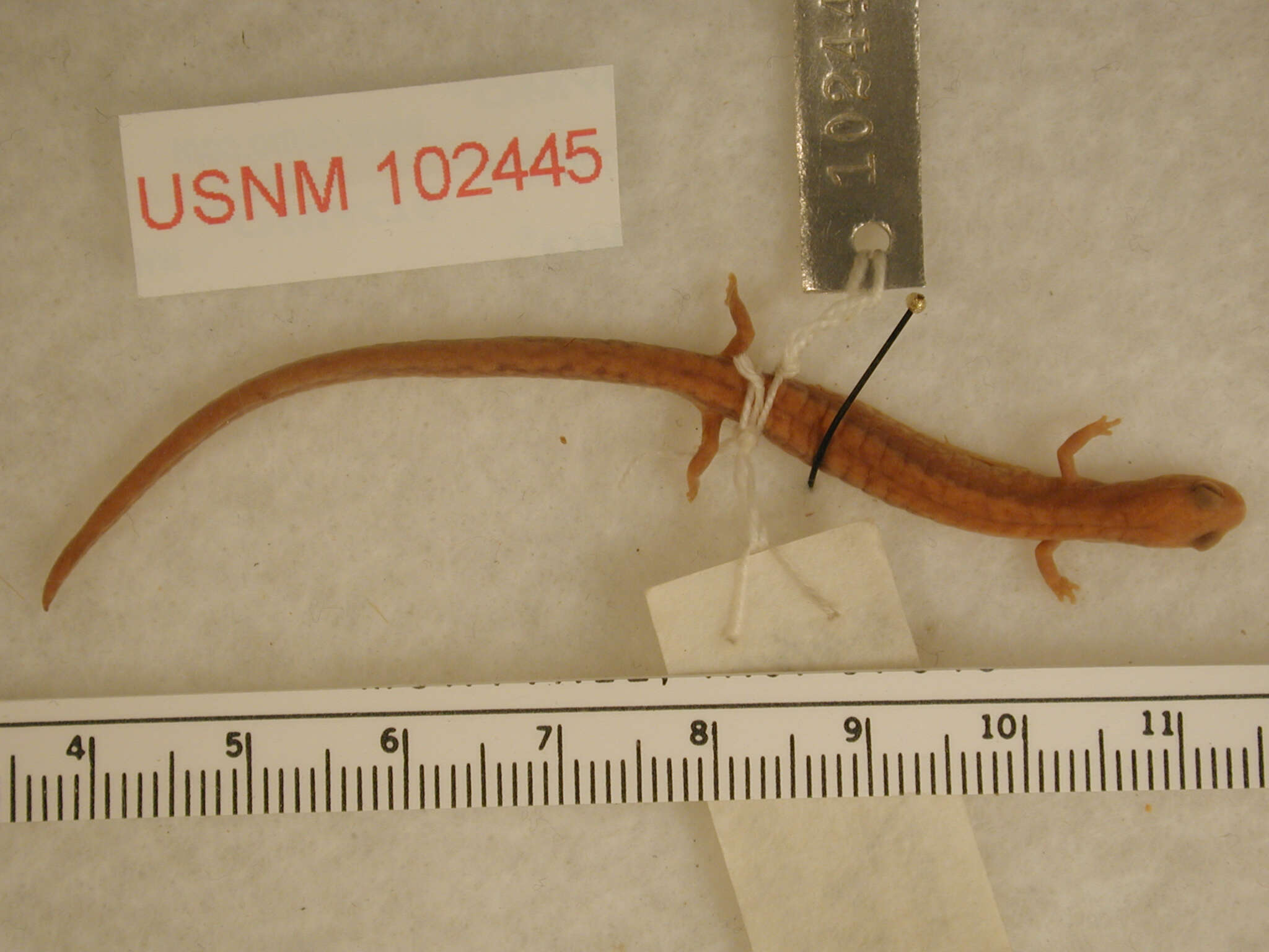 Image of Oregon Slender Salamander