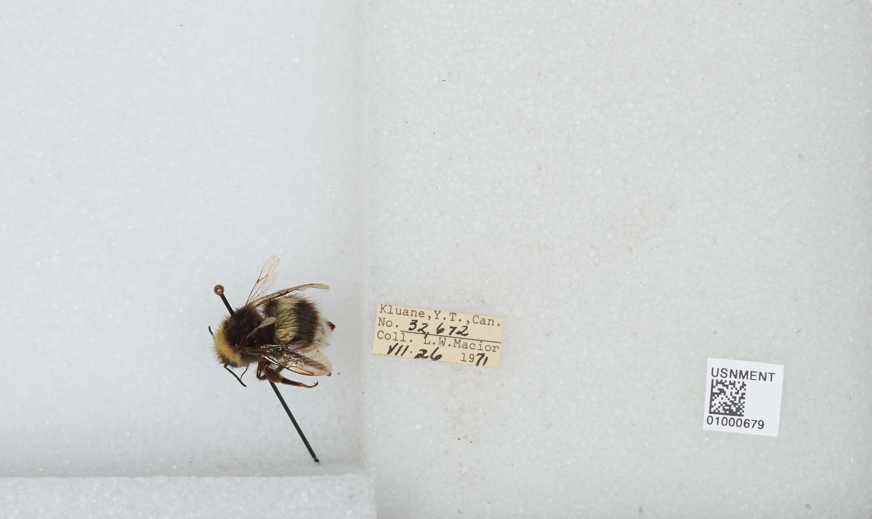 Image of White-tailed bumblebee