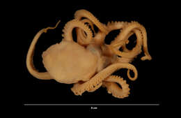 Image de Octopus joubini Robson 1929