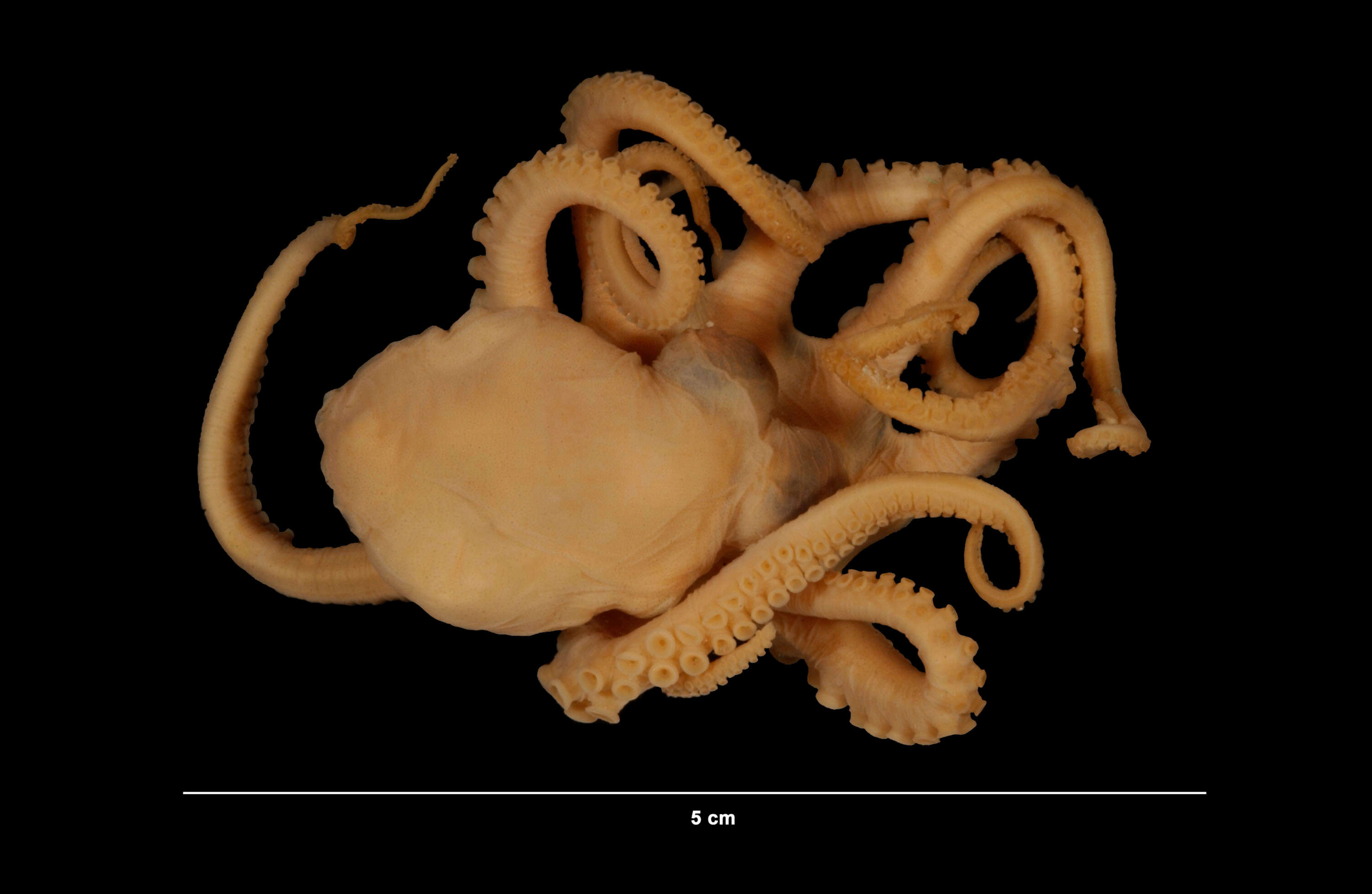 Image of Joubin's octopus