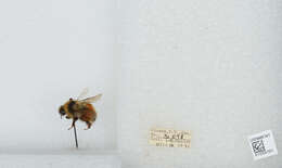 Image de Bombus sylvicola Kirby 1837