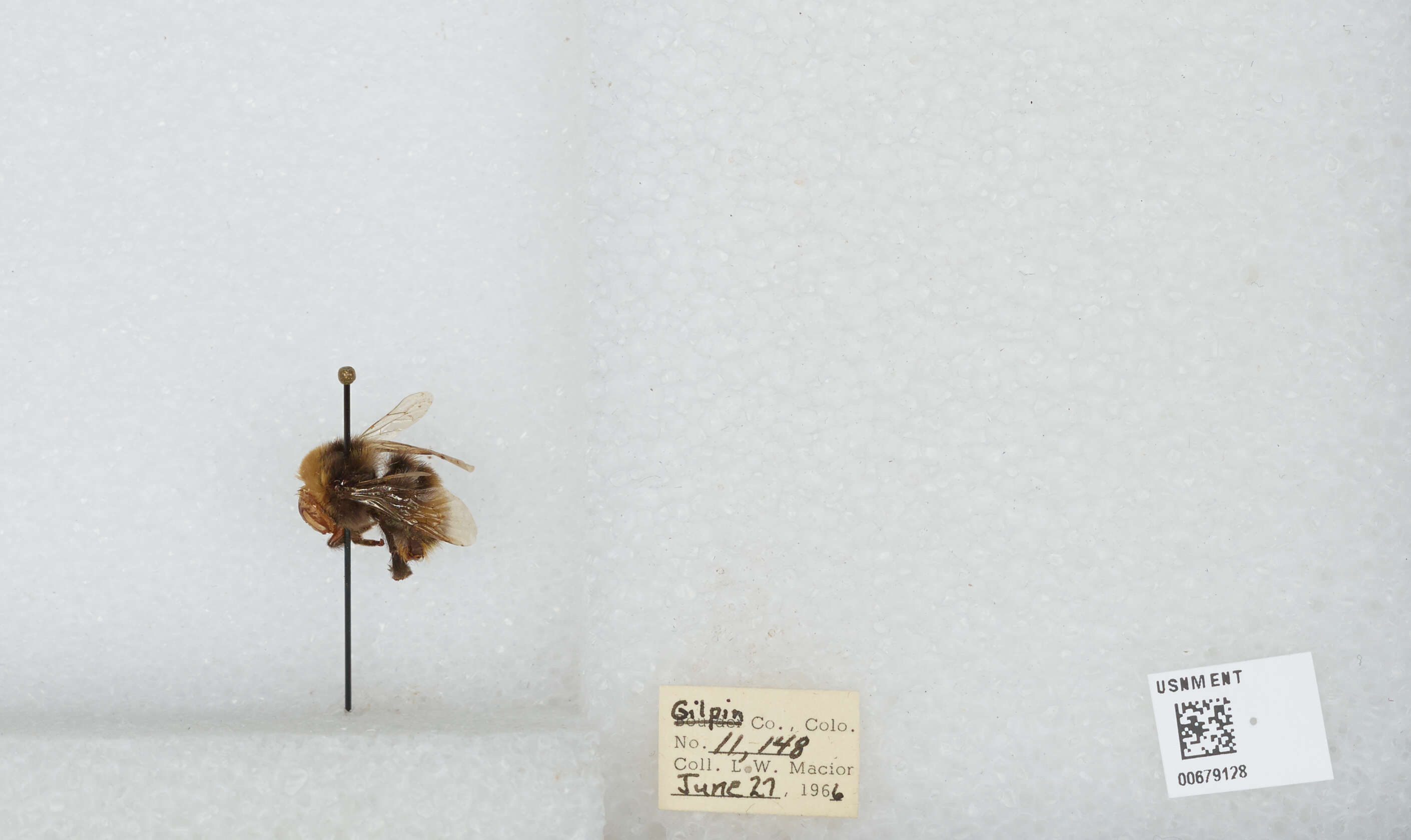 Слика од Bombus occidentalis Greene 1858