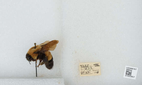 Слика од Bombus affinis Cresson 1864