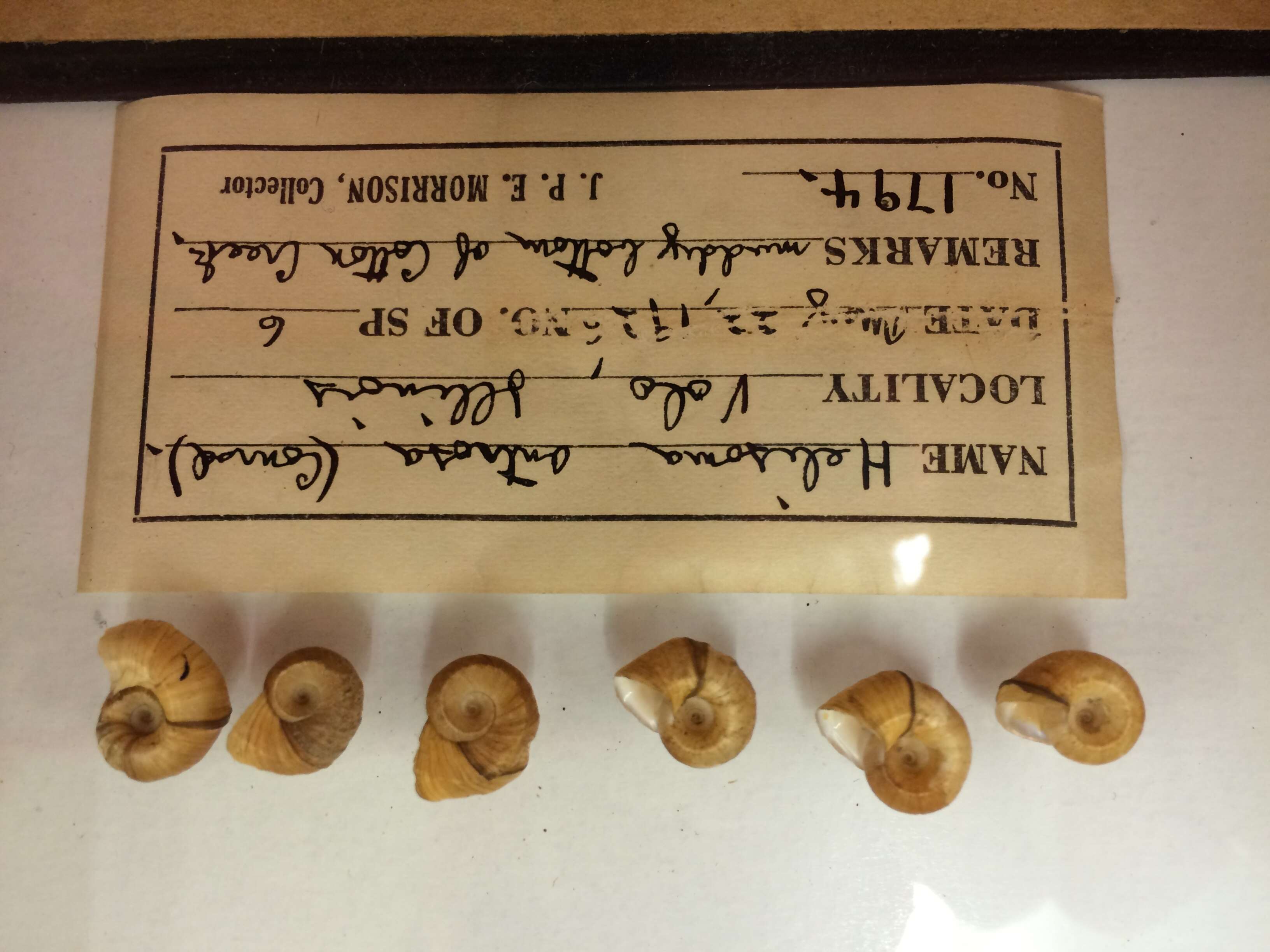 Image of Helisoma anceps (Menke 1830)