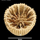 Image of Palocyathus seymourensis Filkorn 1994