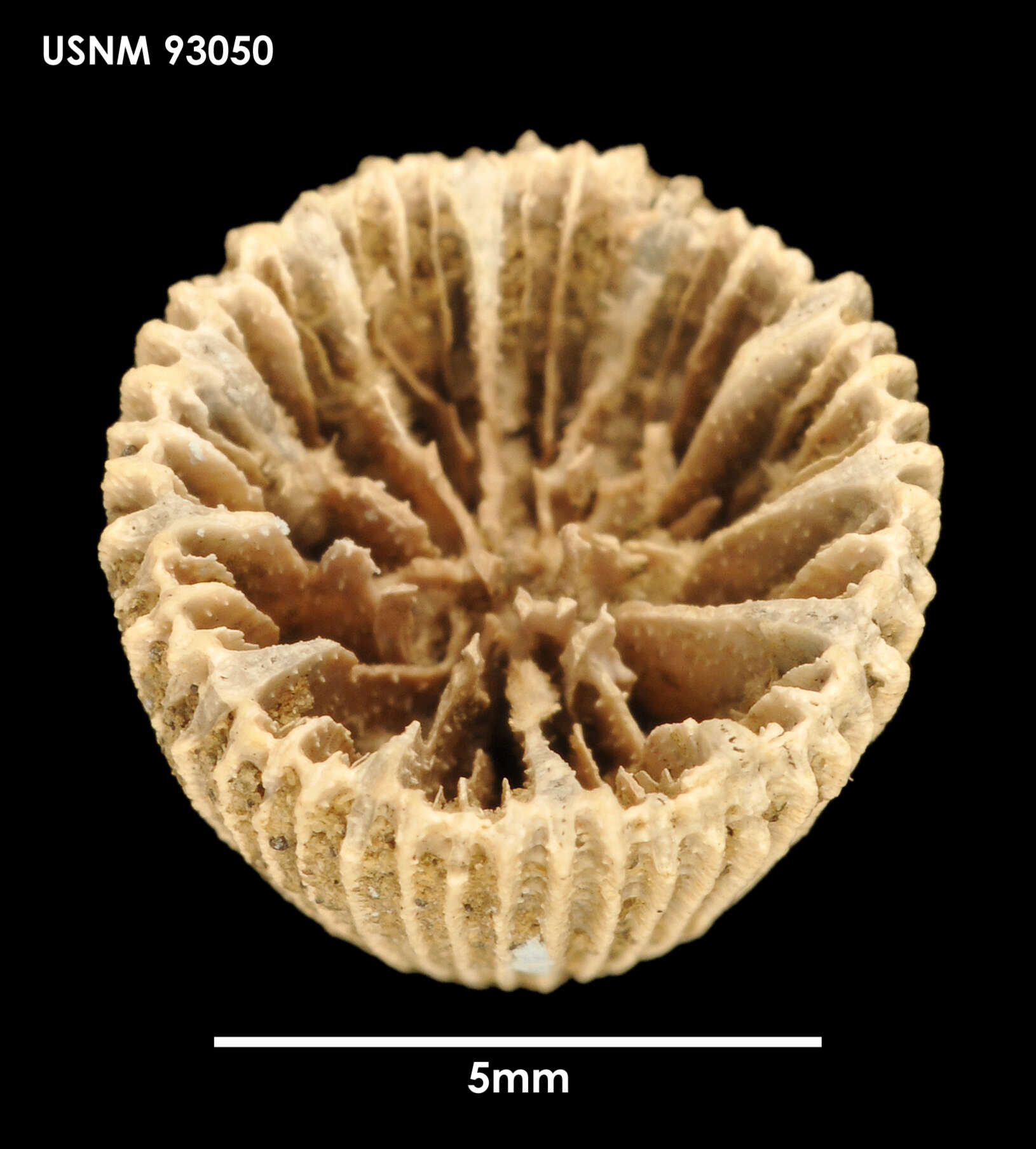 Sivun Palocyathus seymourensis Filkorn 1994 kuva