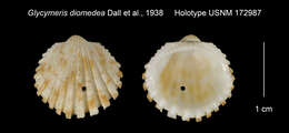 Image of Glycymeris diomedea Dall, Bartsch & Rehder 1938