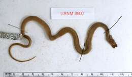 Image of Narrowhead Garter Snake