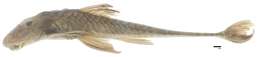 Image of Spatuloricaria lagoichthys (Schultz 1944)