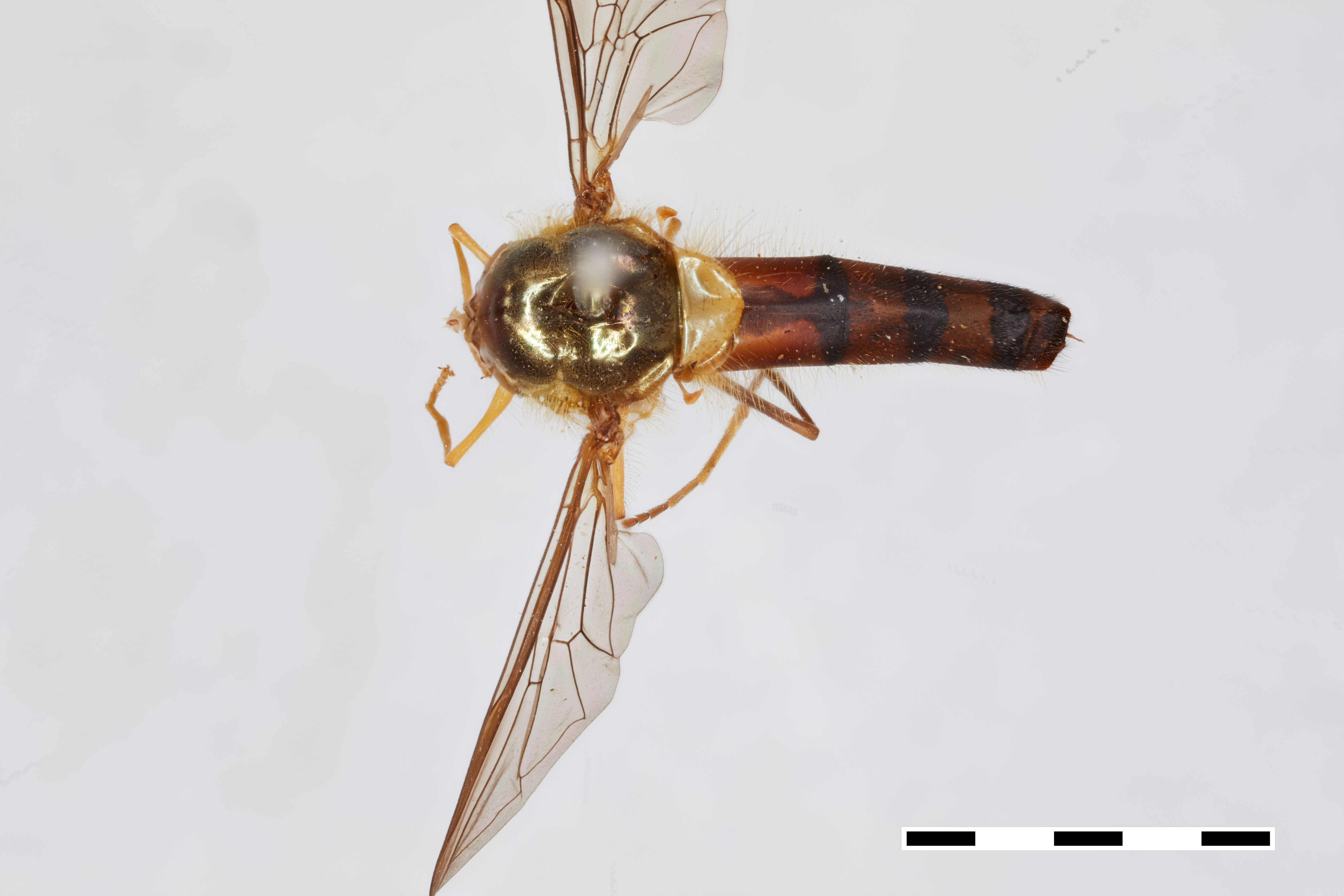 Image of Meliscaeva cinctelloides Ghorpade 1994