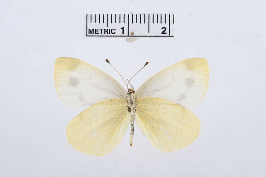 صورة Pieris ergane (Geyer 1828)