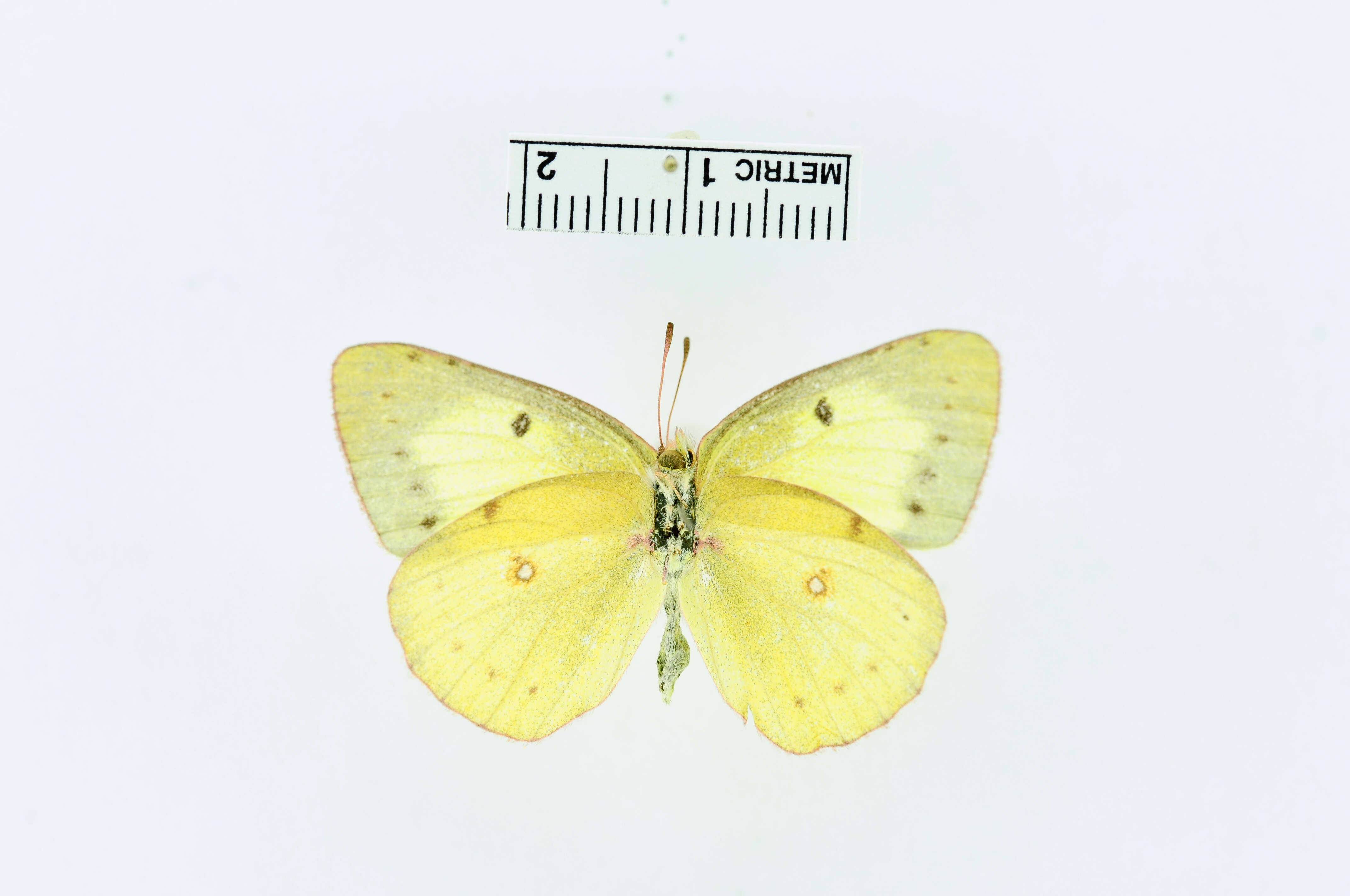 Image of Clouded sulphur