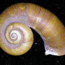 Rhiostoma smithi Bartsch 1932 resmi