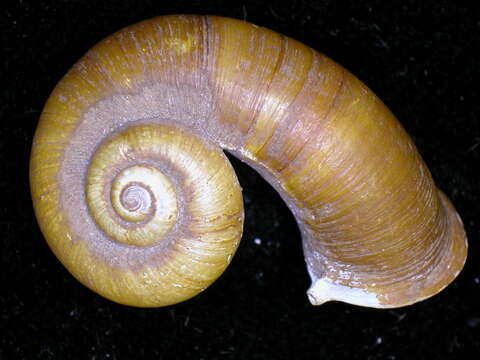 Rhiostoma smithi Bartsch 1932 resmi