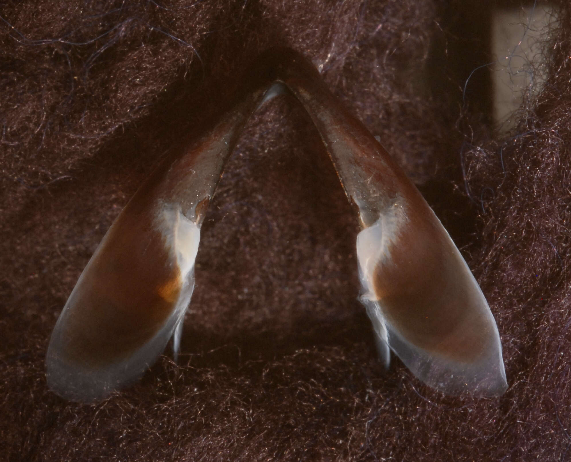 Image de Neoteuthis thielei Naef 1921