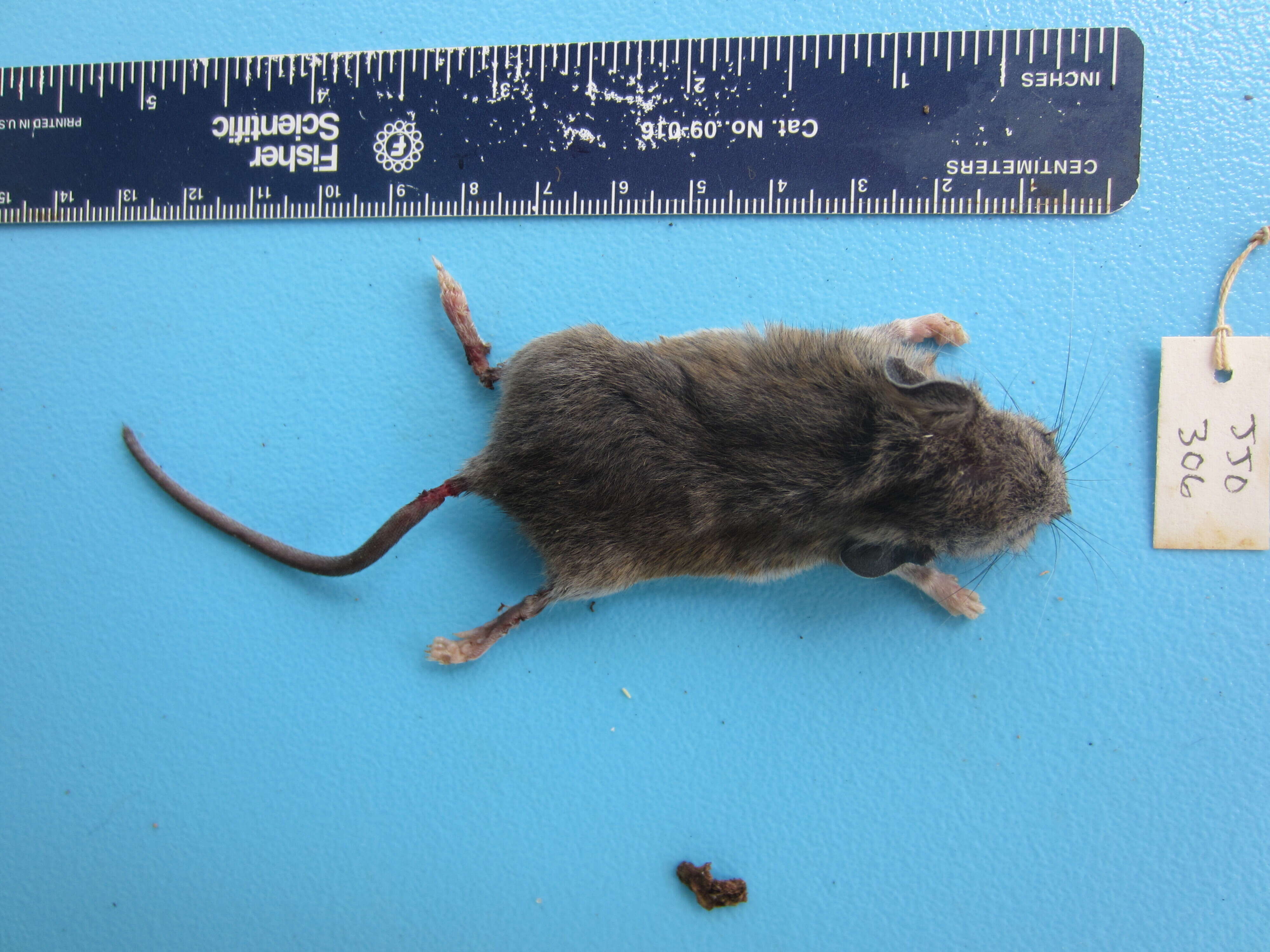 Image de Souris à pattes blanches