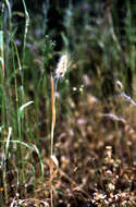 Image of Bristly dogstail grass