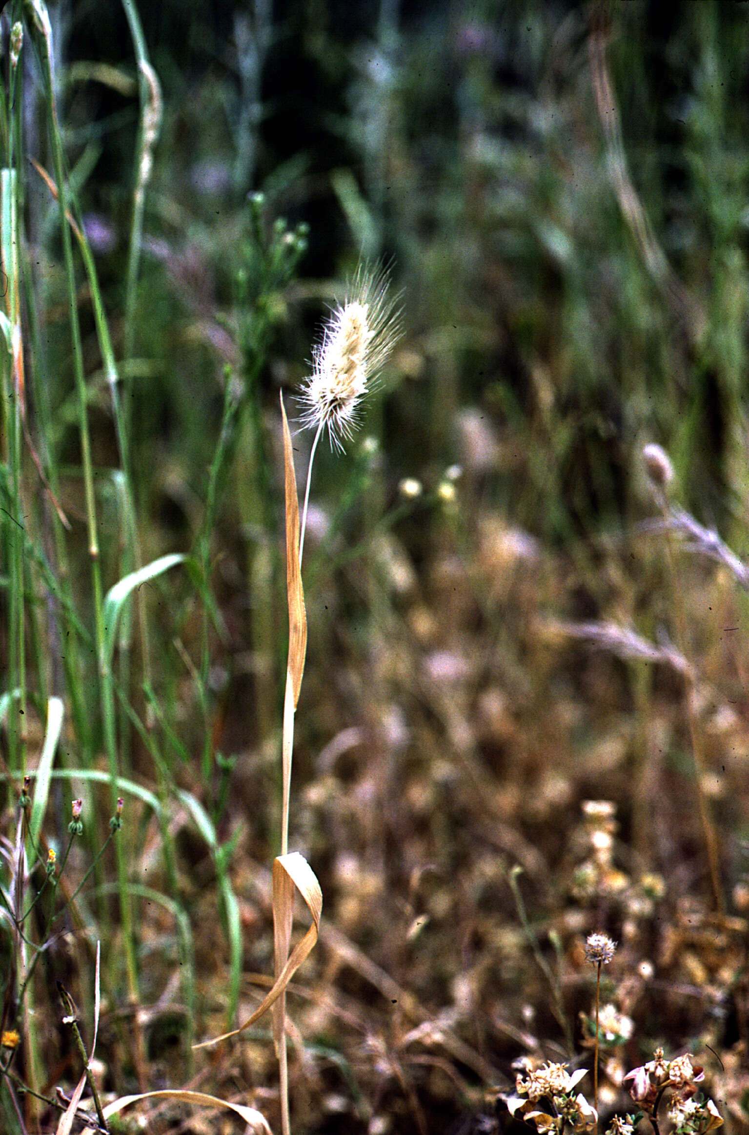 Image of Bristly dogstail grass