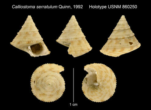 Image of Calliostoma serratulum Quinn 1992