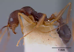 Image of Aphaenogaster honduriana Mann 1922