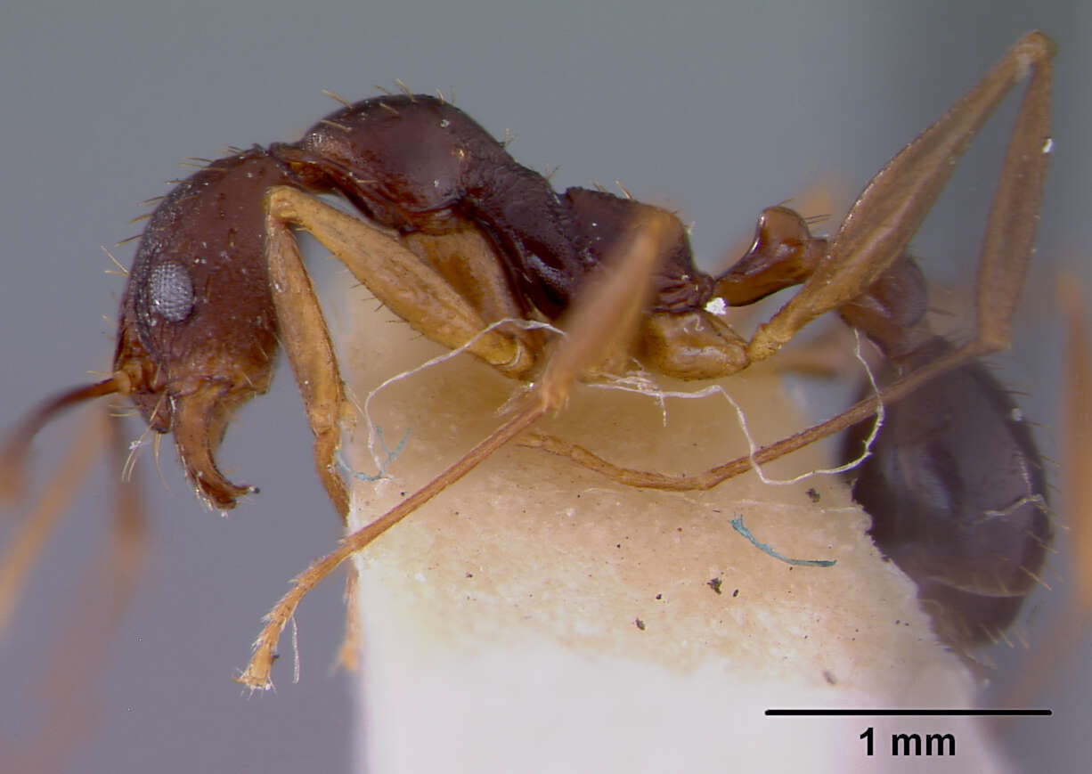 Aphaenogaster honduriana Mann 1922的圖片