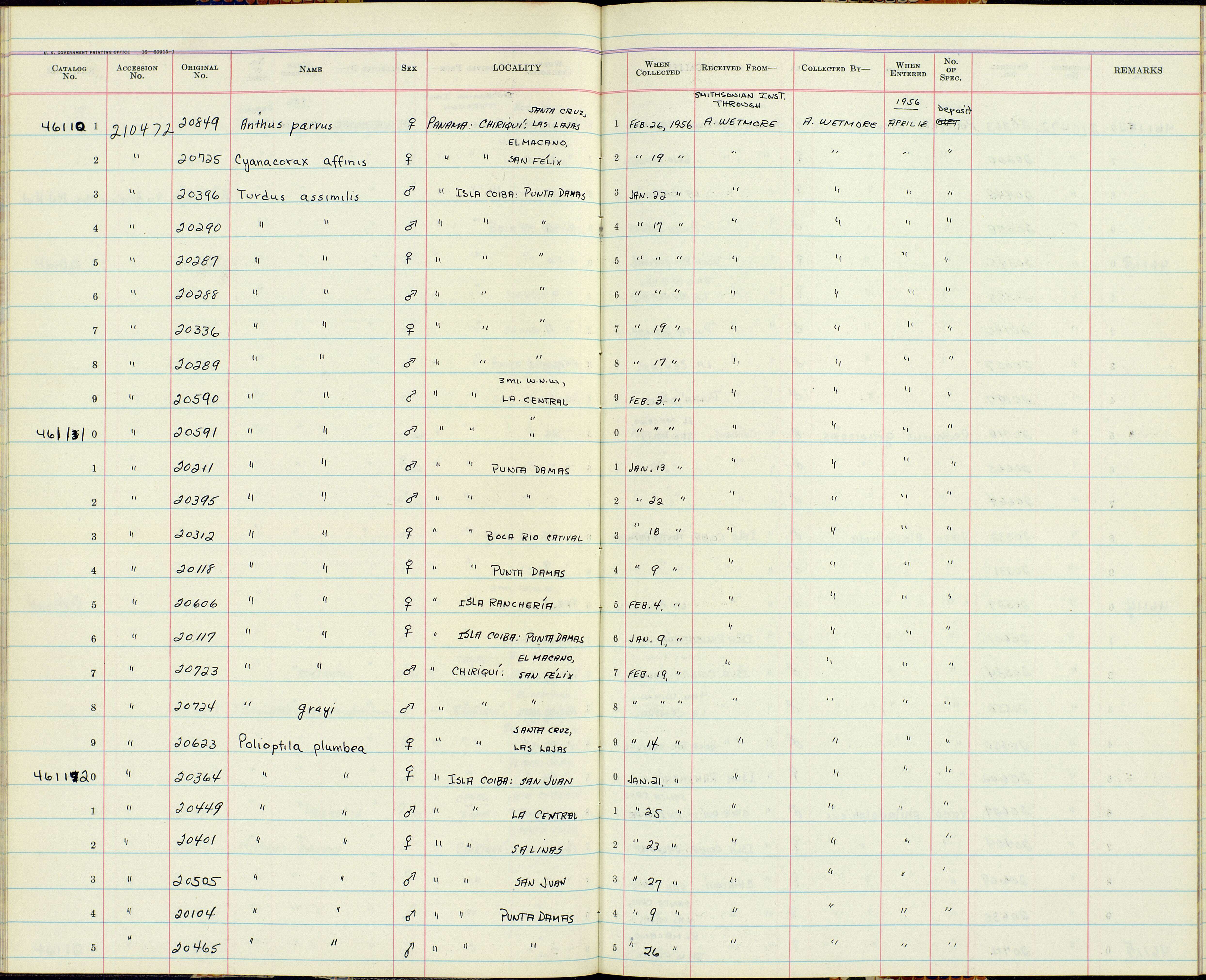 Sivun Turdus assimilis coibensis Eisenmann 1950 kuva