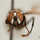 صورة Syllimnophora dubitalis Malloch 1934