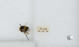 Image of White-tailed bumblebee