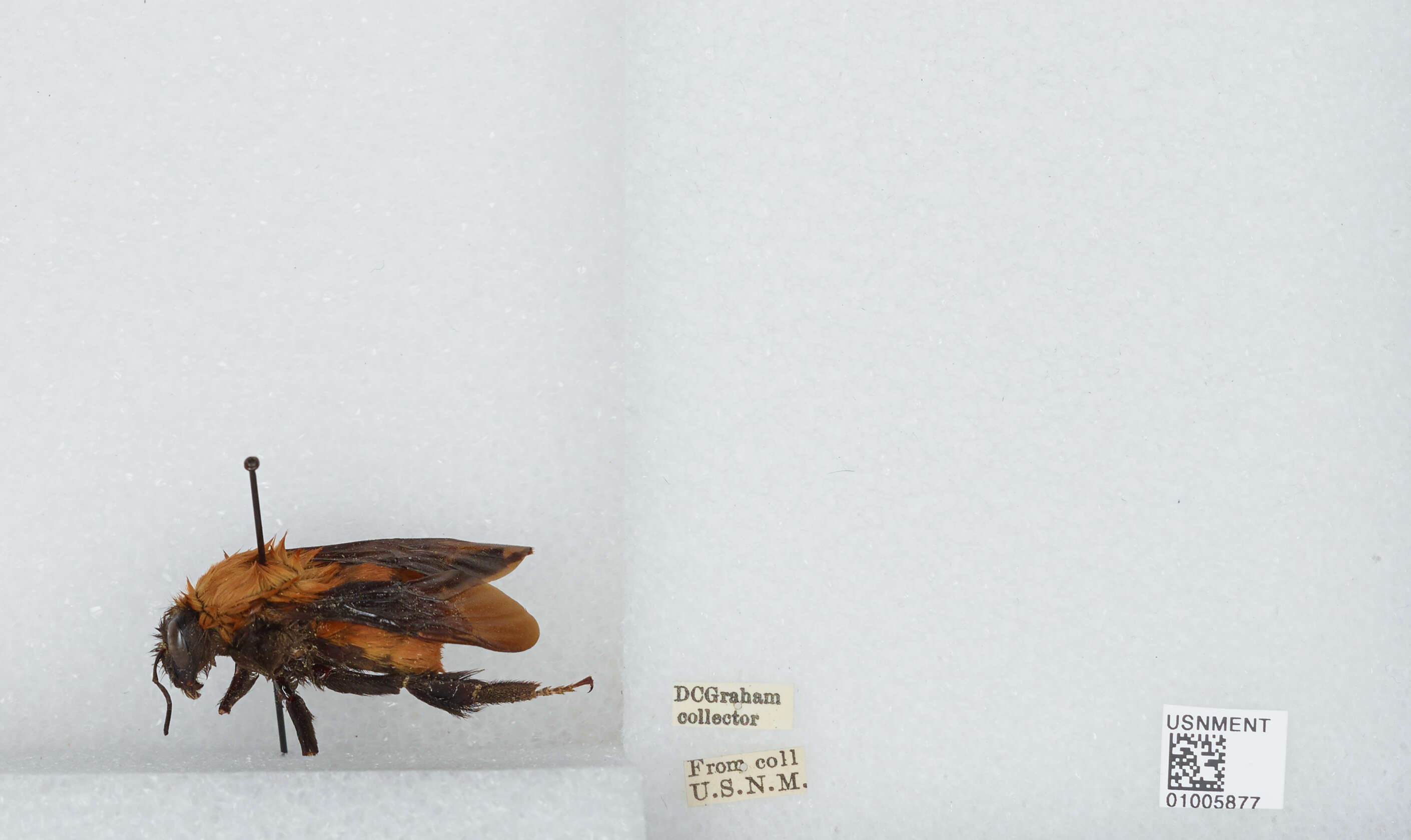 Image of Bombus atripes Smith 1852