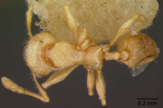 Image of Pheidole onifera Mann 1921