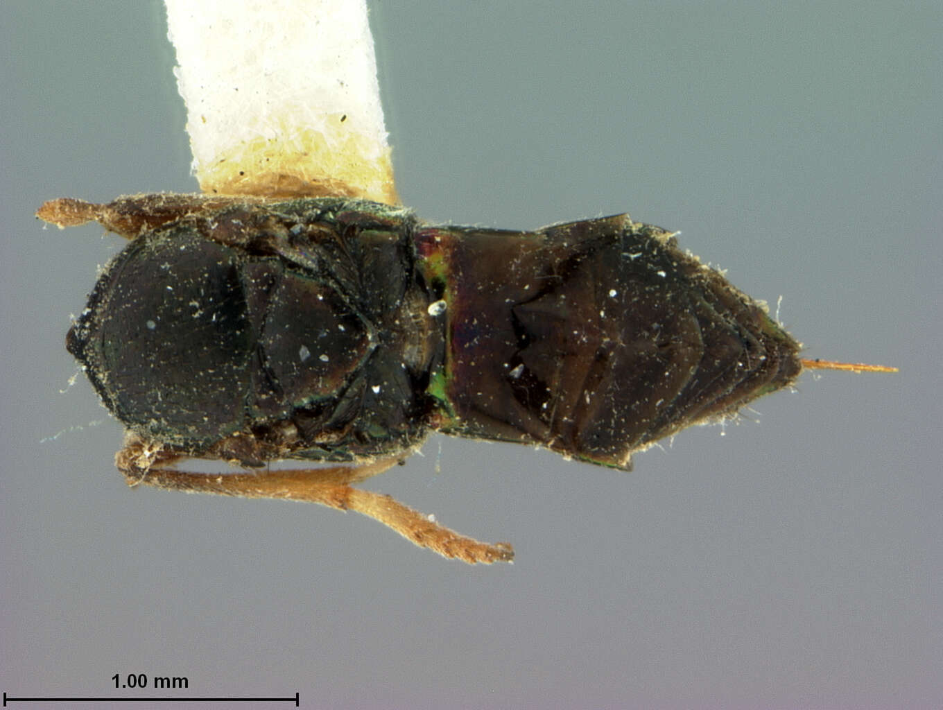 Image of Cerchysius australiensis Ashmead 1900