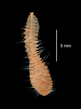 صورة Pseudoscalibregma bransfieldium (Hartman 1967)