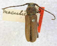 Image of Crossidius testaceus maculicollis Casey 1912
