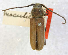 Imagem de Crossidius testaceus maculicollis Casey 1912