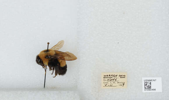 Слика од Bombus affinis Cresson 1864