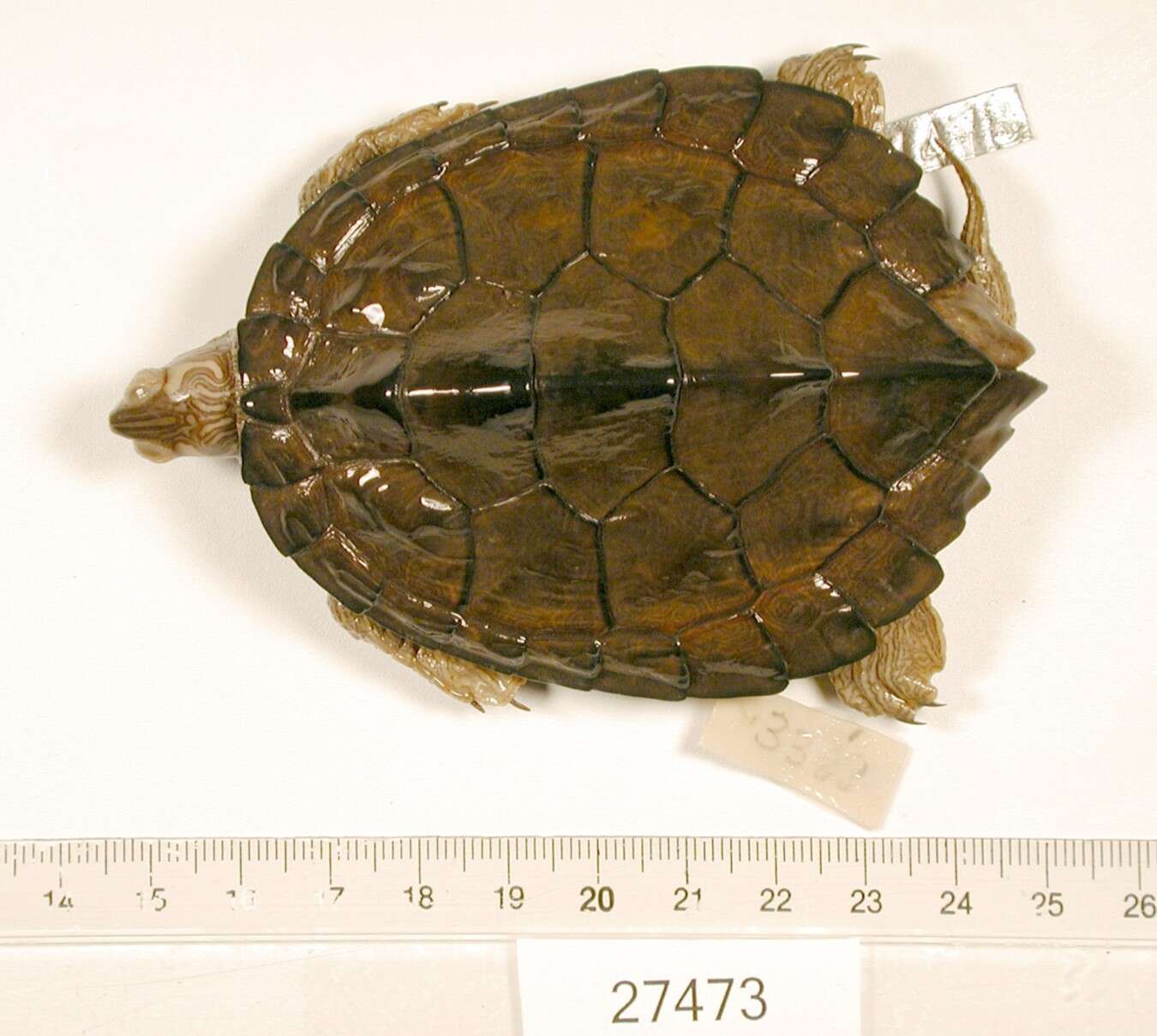 Image of Texas Map Turtle