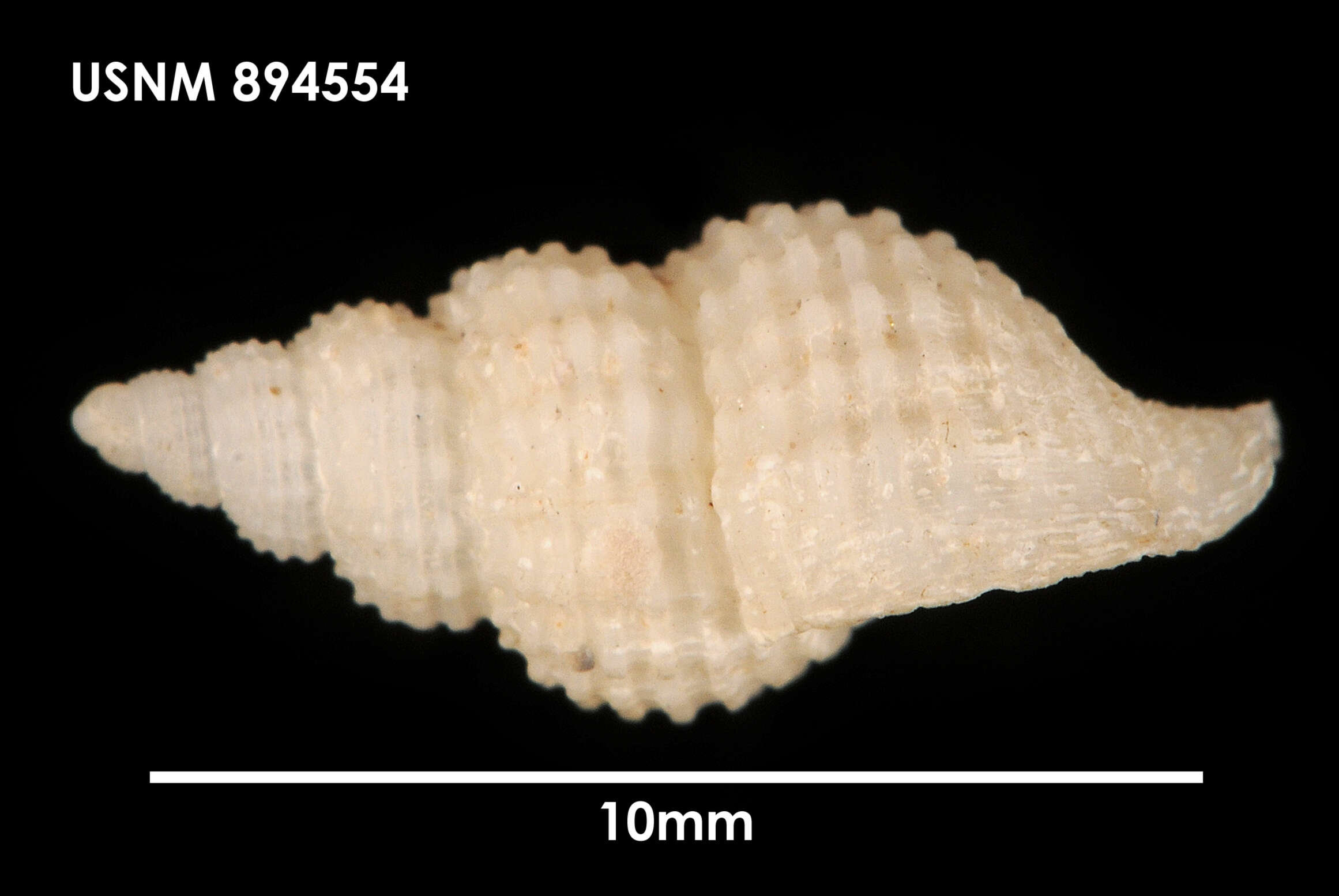 Image of Anomacme smithi Strebel 1905