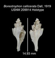 Image of Boreotrophon avalonensis Dall 1902