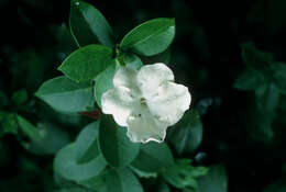 Image de Brunfelsia lactea Krug & Urb.