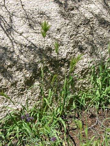 Imagem de Bromus rubens L.