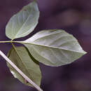 Image of Thinouia scandens Triana & Planch.