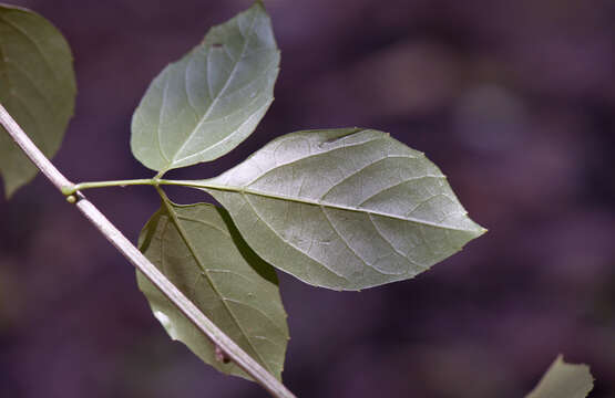 Plancia ëd Thinouia scandens Triana & Planch.