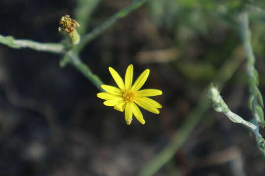 Image of narrowleaf silkgrass