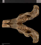 Image of Orthogeomys hispidus torridus (Merriam 1895)
