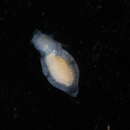 Image of Clionidae