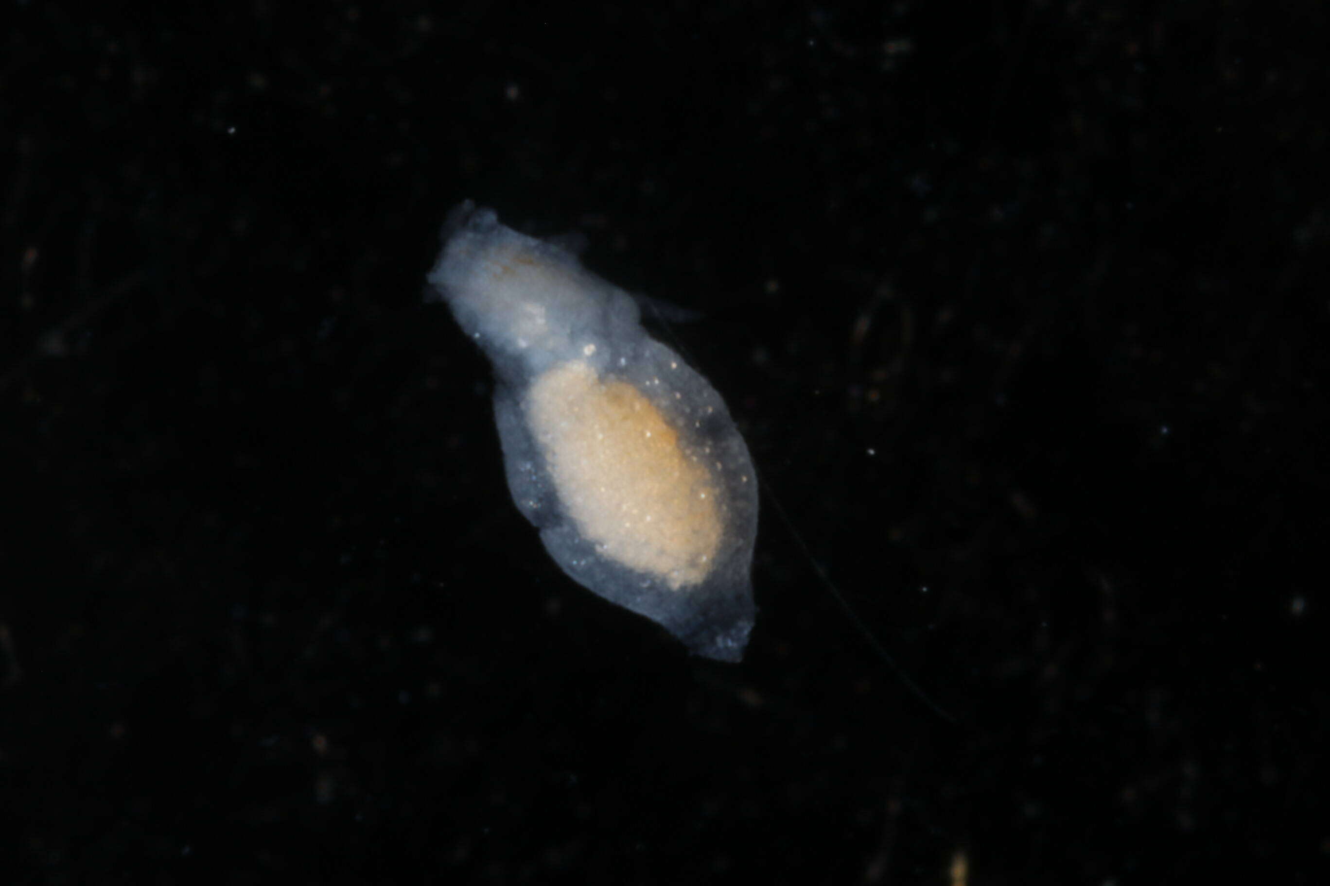 Image of Clionidae