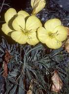 Imagem de Oenothera howardii (A. Nels.) W. L. Wagner