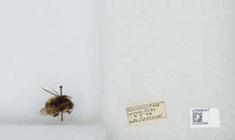 Image of Sitka bumble bee