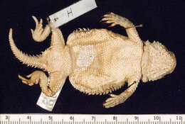 Image of Greater Short-horned Lizard