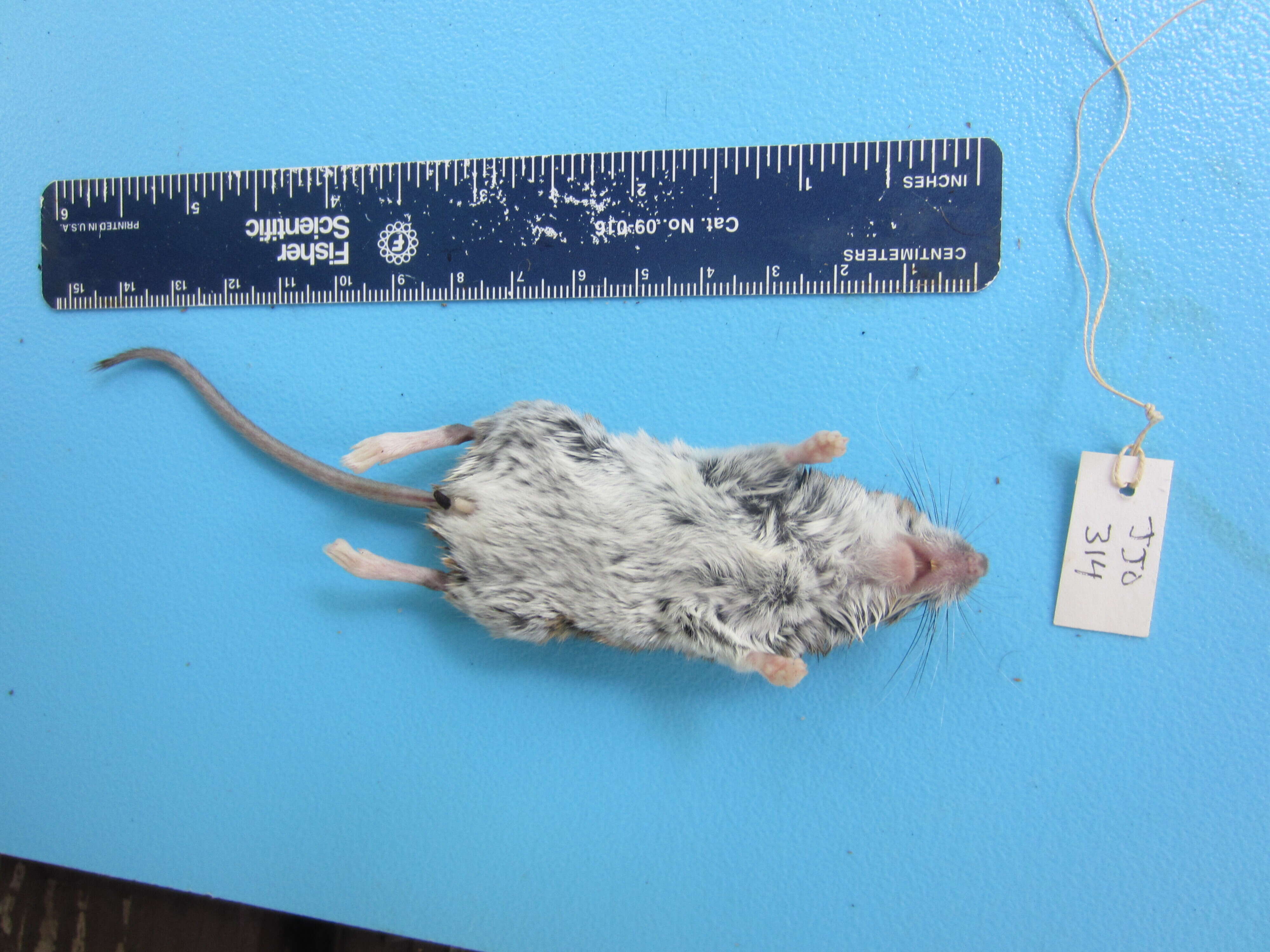 Image de Souris à pattes blanches